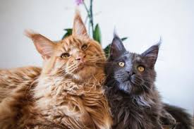 Alors, chat mâle, femelle, quel nom donné à votre nouveau petit compagnon de vie. Nom De Chat En P Pour 2019 Plus De 200 Idees De Noms