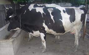 Vaca de vanzare animale domestice si pasari vaci 827 stiubieni ieri 11 01. Vanzari Vaci De Lapte Modalitati De A Slabi