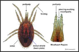 Mites