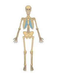 Skeletal System Anatomy Function Skeletal System Anatomy Skeletal System Human Body Anatomy