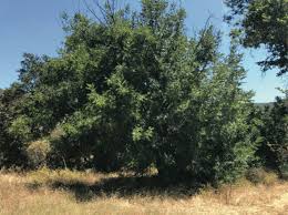 Image result for Psydrax richardsiae