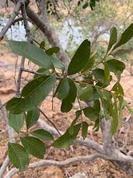 Image result for Stadmannia oppositifolia