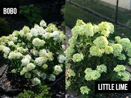 Check spelling or type a new query. Bobo Hydrangea Vs Little Lime What Is The Difference Between Them World Of Garden Plants