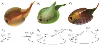 Image result for Dignathia gracilis