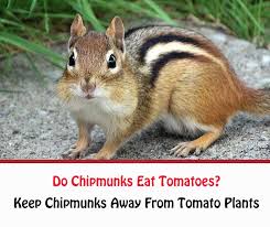 Check spelling or type a new query. Do Chipmunks Eat Tomatoes Getridofallthings Com