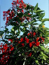 Image result for Erythrina falcata