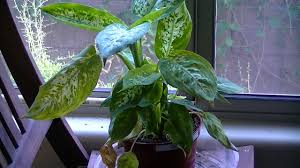 Summer hit on dieffenbachia leaves to direct sunlight can cause skin burns. Underwatering A Dieffenbachia Youtube