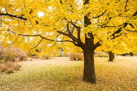 Image result for Ginkgo biloba