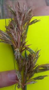 Image result for Hyparrhenia cymbaria