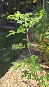 Image result for Inhambanella