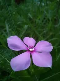 Technological progress for centuries people have been inventing things to make life easier. Do You Like Flowers Do You Think Flowers Are Important Quora
