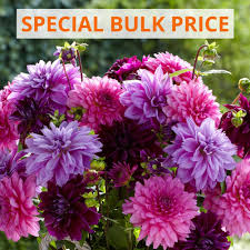 Our high quality dahlia tubers are harvested in holland and kept cool until they are shipped to the us to our customers. Dahlia Creme De Cassis Longfield Gardens