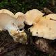 Mushroom Day event in Philomath, OR