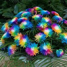 Ein paar kleinigkeiten können allerdings auch im dezember erledigt werden. Aimado Samen 10 Pcs Chrysanthemum Blumensamen Bunte Sommermargerite Bienenfreundliche Fruhling Blumen Mehrjahrig Winterhart Fur Garten Balkon Garten Im Shop At