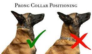 The prong collar is a collar that needs to be fitted snug on your dogs neck and fitted as high up as possible. Prong Collar Sizing And Positioning Redline K 9