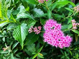 In fall, expect yellow or orange foliage, which will be brightest if the plant is grown in full sun. 27 Types Of Shrubs With Pictures Care Guide Trees Com
