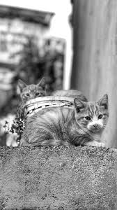 Basina Gelen Her Seyin Bir Anlami Var Iyi Ya Da Kotu Belki Seni Kiriyor Uzuyor Yoruyor Ama Hepsi Seni Sen Yapiyor Cat Animals 2020 Yaya Iman Simsek