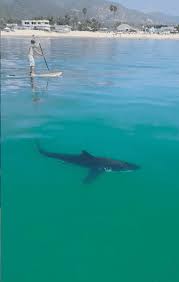 A subreddit dedicated to ssbbw juicy jackie. Witness Great White Sharks Stalk Sup Pilots Sporting Extra Juicy Dad Bods Off The Coast Of Sunny Santa Barbara