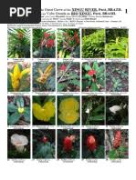 Image result for Eriocaulon angustibracteatum