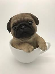 Different people will tell you different prices. Baby Pug Dog Price In India Baby Pug Dog Pug Puppy Baby Pugs