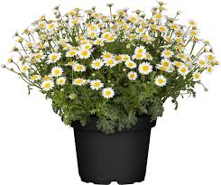 Image result for foto Kopretina