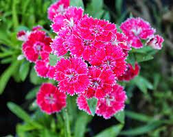 Tanaman hias malang menjadi primadona bagi pencinta tanaman hias. Manfaat Dan Fungsi Tanaman Hias Yang Perlu Diketahui Bibitbunga Com