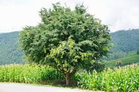 Image result for Tamarindus indica