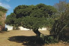 Image result for Maerua cafra