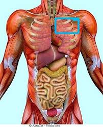 Brustkribbeln Und Leichte Schmerzen Gesundheit Und Medizin Arzt Muskeln