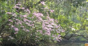 Pink Pinxter Azalea Florida Honeysuckle Sweet Mountain Azalea Mountain Azalea Azaleas Planting Flowers Fragrant Flowers