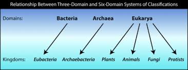 The Domain In Biology Advanced Ck 12 Foundation