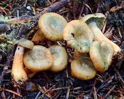 Image result for Lactarius mutabilis