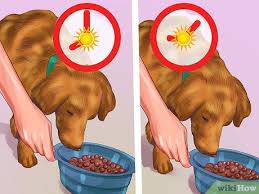 Causes a dog vomits yellow now that we know that the yellowish vomit is produced by an excess of bile that causes heartburn / heartburn, we must know what they are. How To Treat A Dog Throwing Up Bile 7 Steps With Pictures