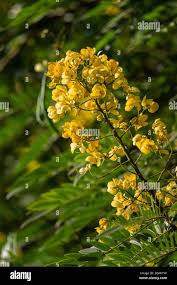 Image result for Senna spectabilis