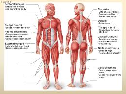 Muscle labeling worksheet kids health. The Muscular System Ppt Video Online Download