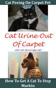 Cleaning Cat Pee Litter Box Cat Urine Stain And Odor Removal Cat Pee Odour Removal Can Kittens Spray Cat Urine Smel Cat Spray Smell Cat Spray Male Cat Spraying