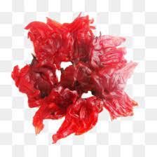 Maybe you would like to learn more about one of these? Rosela Unduh Gratis Roselle Bunga Bunga Roselle Bunga Roselle Gambar Bahan Gambar Png