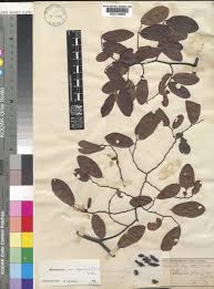 Image result for Monanthotaxis trichantha