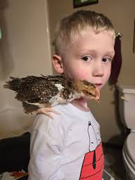 Free handsome sweet teen speckled cochin roo! My son is in 4h and takes  really good care of the birds. This one needs a good flock to protect and  fertilize (he's so