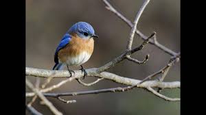 I think it's because if installing a few bluebird nestboxes sounds intriguing, please read the following article dedicated to this topic. Free Download Eastern Bluebird Wallpaper Eastern Bluebird State 1920x1080 For Your Desktop Mobile Tablet Explore 72 Bluebird Wallpaper Bird Wallpaper For Home Bird Pattern Wallpaper Large Blue Bird Wallpaper