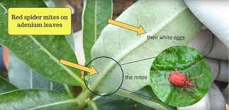 The desert rose works well indoors or outdoors, either in a pot or planted directly into the ground in. 6 Common Issues With Desert Rose Possible Fixes