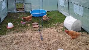 Eine Sandmuschel Lasst Sich Leicht Als Staubbad Einrichten Hier Gibt Es Sogar Eine Huhnerschaukel Huhner Huhner Im Garten Huhnerhaltung Im Garten