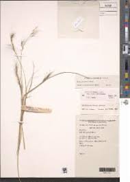 Image result for Andropogon amethystinus