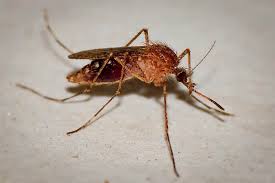 We have monthly service as well as a single service option. Hope Pest Control Home Facebook