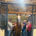 Horse Leader Training — The Right Step, Inc.