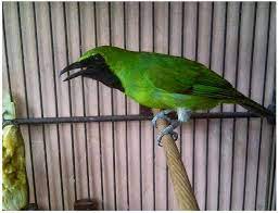 Burung Cucak Hijau Burung Cucak Hijau Asal Kalimantan Mental Lebih Bagus Penangkaran Burung Cucak Hijau