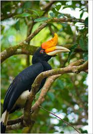 Membuat gambar kontur burung dengan penggayaan tertentu sebagai pola gambar ragam hias. Gambar Lukisan Burung Kenyalang Cikimm Com