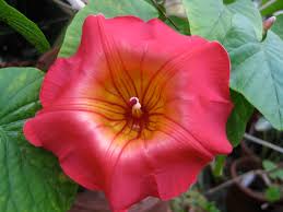 Image result for Stictocardia