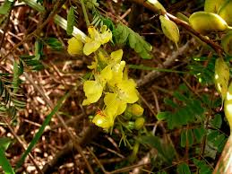 Image result for Caesalpinia decapetala