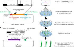 7, 2020 — heralded as a genetically modified crop with the potential to save millions of lives, golden rice has just been approved as safe for human and animal consumption by regulators in. Marker Free Carotenoid Enriched Rice Generated Through Targeted Gene Insertion Using Crispr Cas9 Nature Communications
